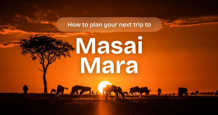 Masai Mara Travel Guide: How to Plan Your Safari Adventure